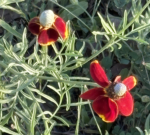 Mexican Hat Flower