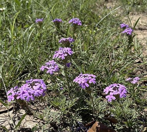 Prairie Verbena