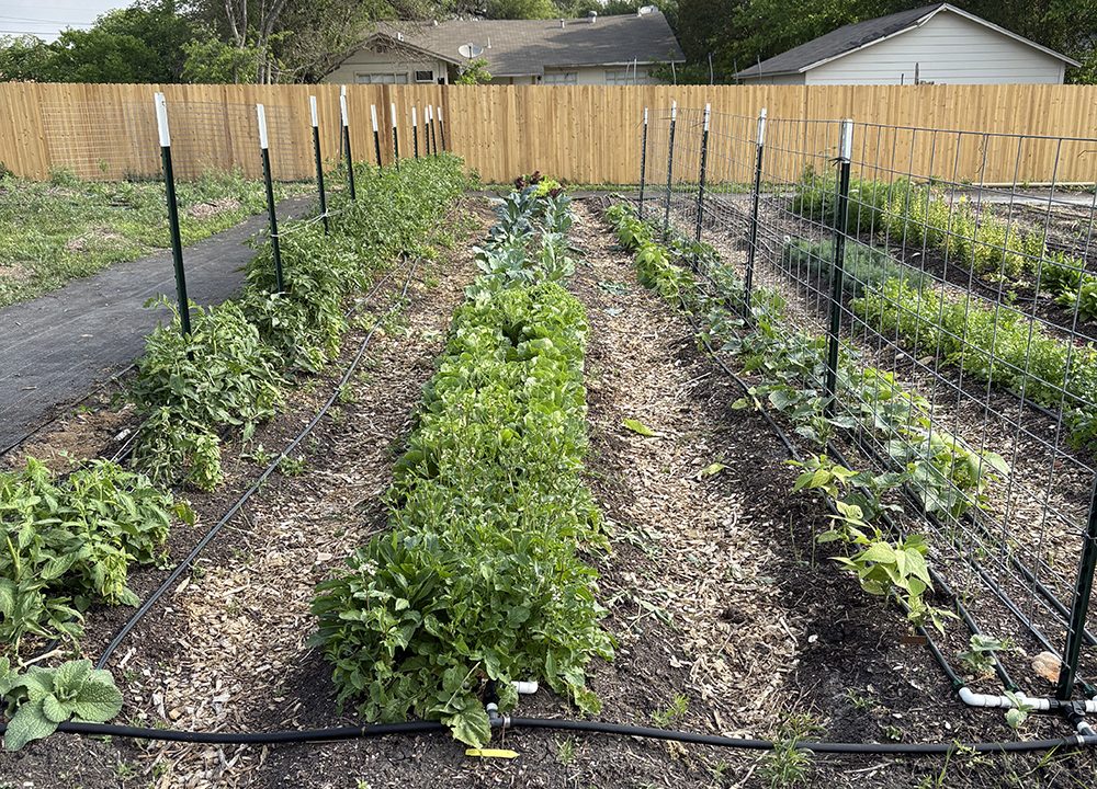Urban Garden