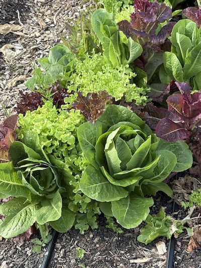 Leafy Greens in the ground growing
