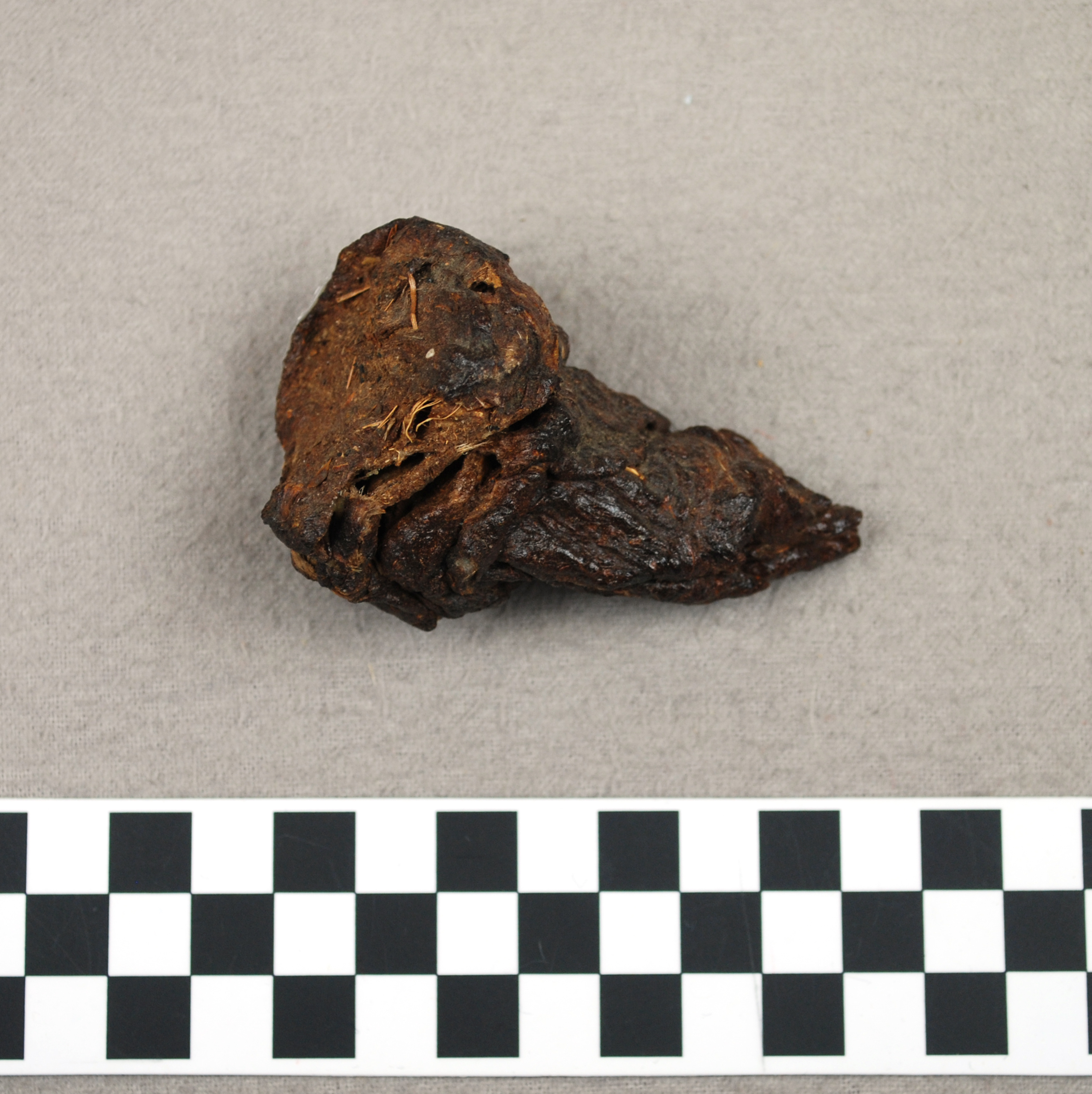 Object: Coprolite | UTSA Institute Of Texan Cultures