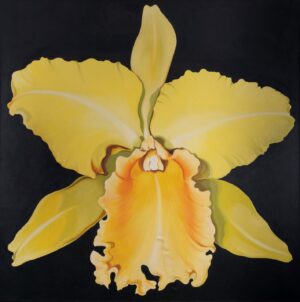 Nesbit - Yellow Orchid