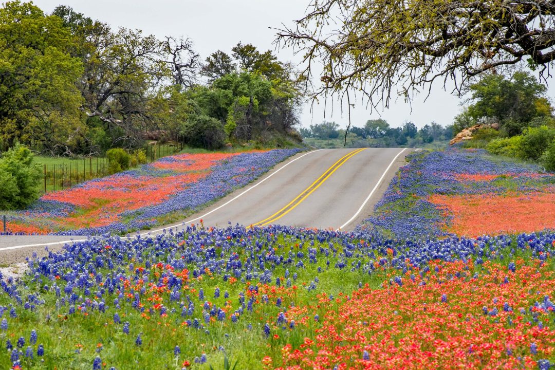 Texas is in Full Bloom with a Sea of Colorful Wildflowers