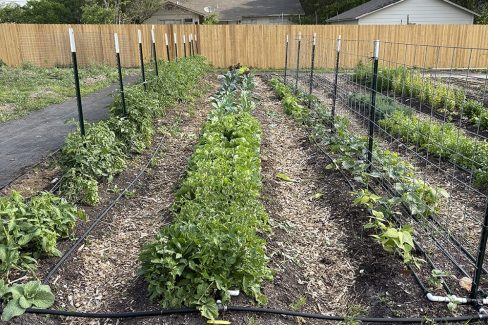 Reviving the Land: Urban farming grows in San Antonio